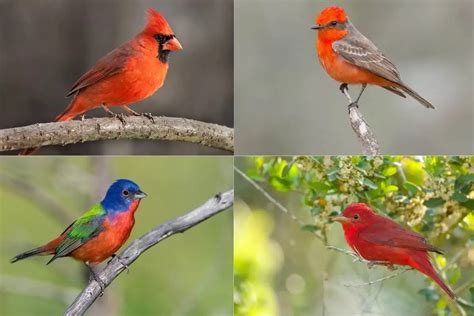 13 Types Of Red Birds With Photos Bird Feeder Hub