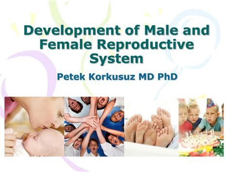 Ppt Development Of Male And Female Reproductive System Powerpoint