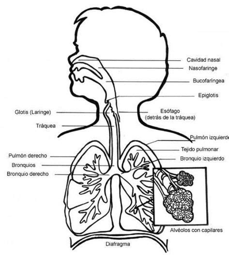 Sistema Respiratorio Para Imprimir Gratis Paraimprimirgratiscom Images
