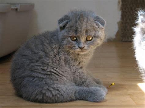 8 Things You Didnt Know About Scottish Folds Quiz