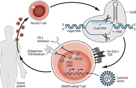 Crispr Engineered T Cells In Patients With Refractory Cancer