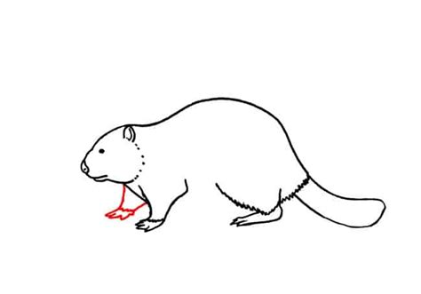 How To Draw A Beaver 3 Easy Animals 2 Draw