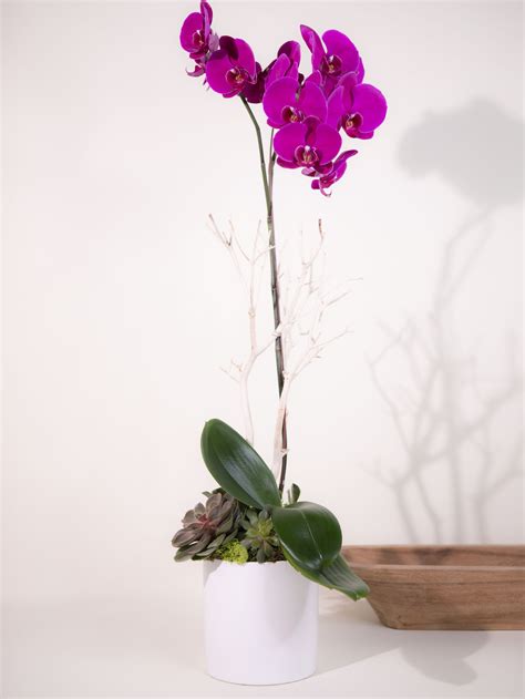 Purple Phalaenopsis Orchid Plant Delivery French Florist