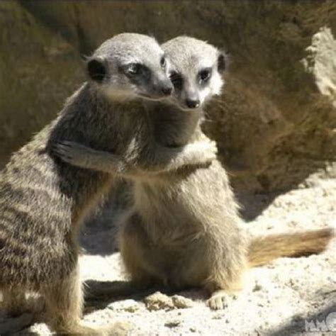 Meerkats In Love Animals Cute Hug Funny Animals