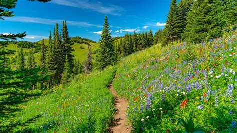 Hills Pathway Between Grass Field Flowers And Trees Under Blue Sky 4k