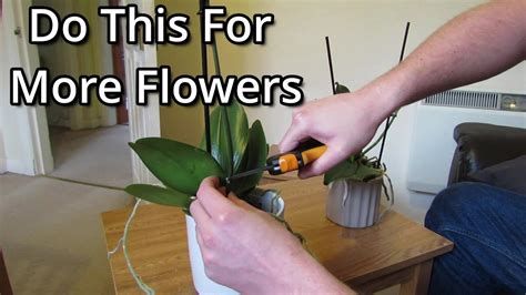 How To Get Your Phalaenopsis Orchids To Flower Again Youtube