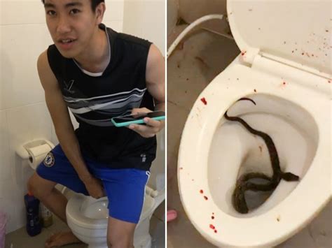 Mans Penis Bitten By 4 Foot Snake While Sitting On Toilet