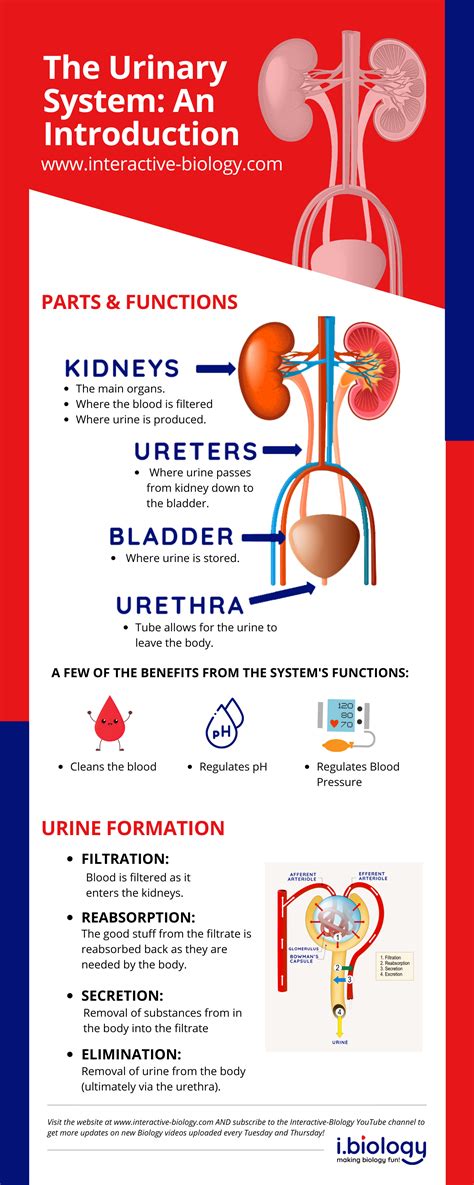 Urinary System Diagram And Functions Data Diagram Medis Images And