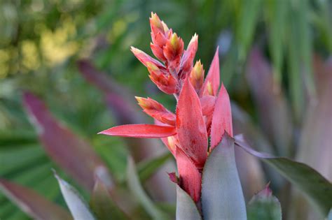 The 4 Best Types Of Bromeliad Houseplants
