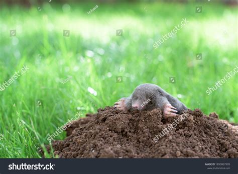 Little Black Mole That Came Out Stock Photo 1890007909 Shutterstock