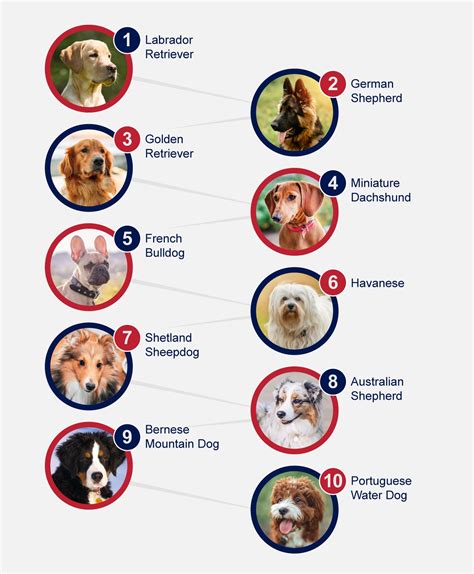 Popular Breeds Of Dogs Petlifeca