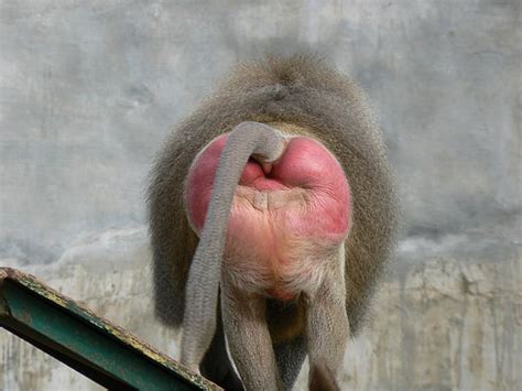 Baboon Syndrom Wikipedia