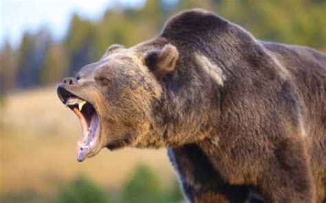 Here Is What To Do If You Run Into A Cougar Black Bear Or Grizzly