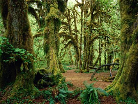 Foto-foto Hutan Yang Indah ~ Emmethe