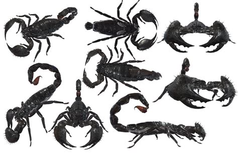 Scorpions Png Isolated Image Download