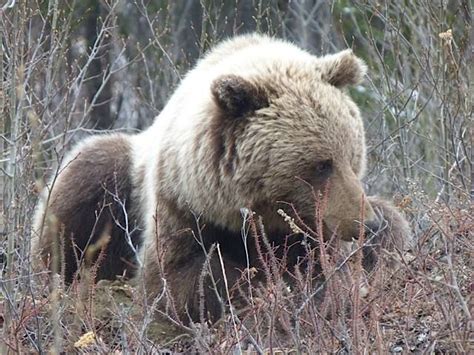Located Somewhere In The Yukon Bear Hug Brown Bear Bear