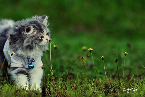 100 Wallpaper Kucing Lucu Dan Comel Kualitas Hd Kucing Anggora