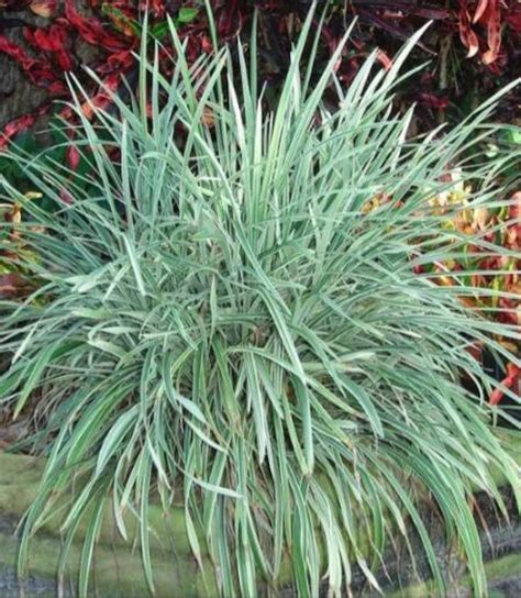 4 Pack Aztec Grass Ornamental Variegated Giant Liriope Grass Etsy