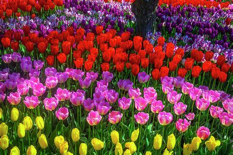 Hidden Garden Of Beautiful Tulips Photograph By Garry Gay Pixels