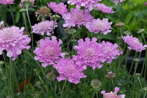 Scabiosa Flutter Rose Pink Perennial Quart Size Pot Full Etsy