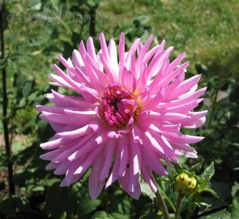 Available on the following languages: PlantFiles Pictures: Semi-Cactus Dahlia 'Sweet Dreams ...