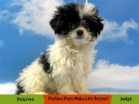Pomapoo Dog Male Black Tan 2644631 Petland Pets And Puppies Chicago