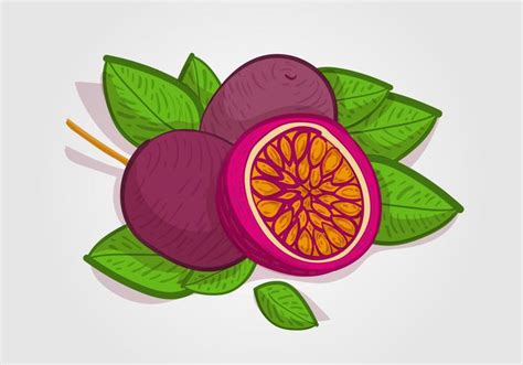 Free Passion Fruit Vector Illustration 174551 Vector Art At Vecteezy