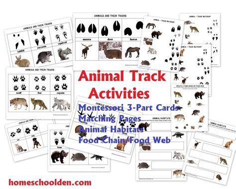 Animal Tracks Lesson Plan