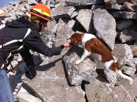 Check spelling or type a new query. Facts About Search And Rescue Dogs You'll Want To Know ...