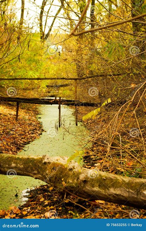 Little Creek Covered Green With Autumn Leaves Stock Image Image Of