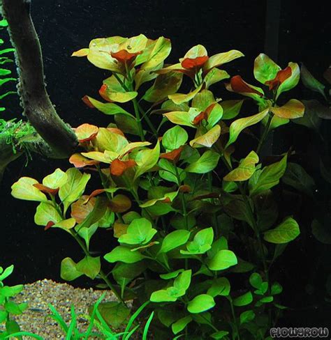 Ludwigia Repens Mesakana Flowgrow Aquatic Plant Database