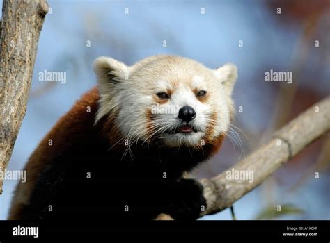 Red Panda Ailurus Fulgens In Tree Stock Photo Alamy