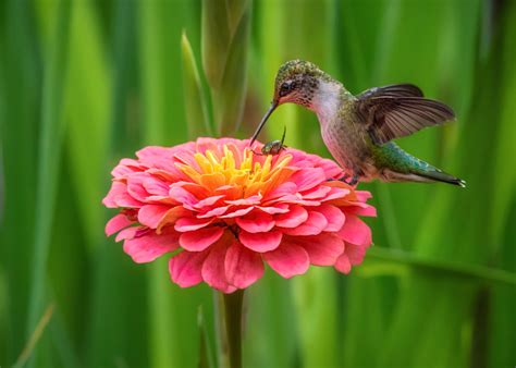 Hummingbirds Ruby Throated Hummingbirds Flowers Birds Wildlife