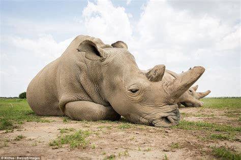 How many animals are endangered, or what animals are endangered in 2020? Memorial held for the last male northern white rhino on ...