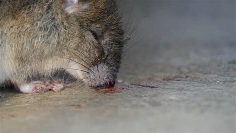 Find dim from a vast selection of weed & pest control. Almost Dead Rat, Poisoned Stock Footage Video 5125514 ...