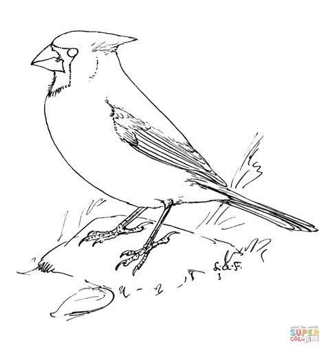 Northern Cardinal Coloring Page Free Printable Coloring Pages