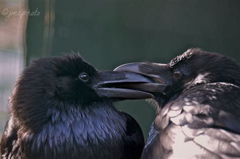 Ravens And Crows Telling Them Apart The Adirondack Almanack