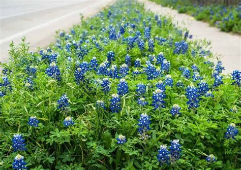 Top 10 Tips For Growing Texas Bluebonnets 2022