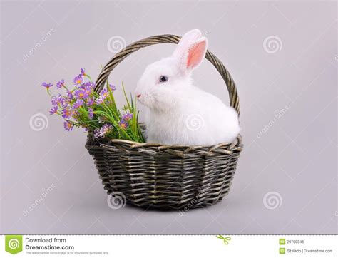 Fluffy White Bunny In A Basket With Flowers Stock Photo