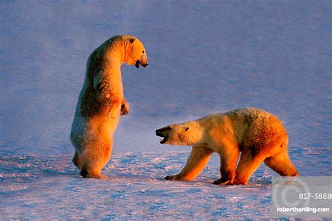 Polar Bears Stock Photo