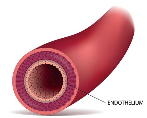 The Endothelium The Inner Layer Of The Blood Vessel Vazzello