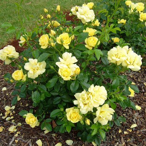 Rose, Flower Carpet® Yellow - TheTreeFarm.com