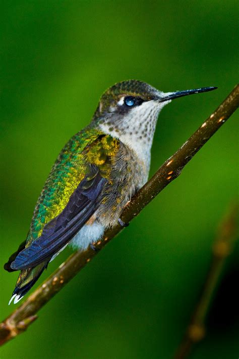 Feather Tailed Stories Hummingbird Feeders