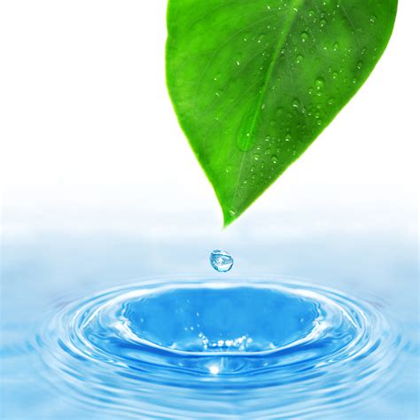 Green Leaf With Drop Of Water Landing On Water Ais Greenworks