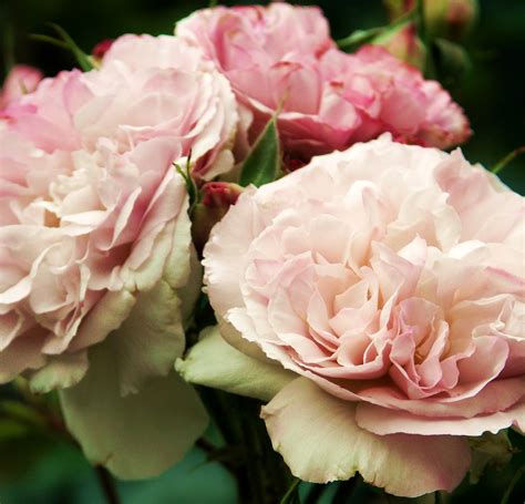 Free Images Blossom Flower Petal Love Color Romantic Pink