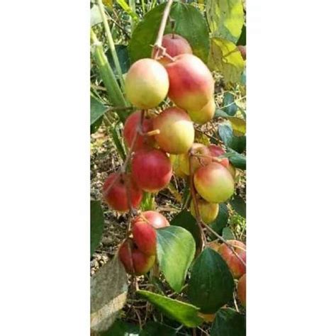 Full Sun Exposure Green Kashmiri Apple Ber Plant For Fruits At Rs 55piece In Chittorgarh