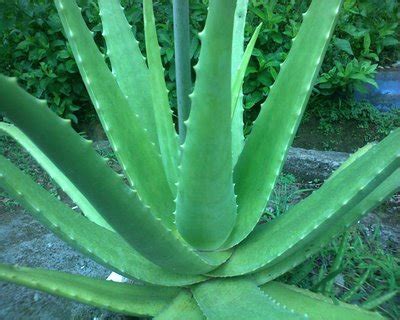 Akar ginseng jawa talinum paniculatum gaertn akar. Klasifikasi Aloe vera (Lidah buaya)