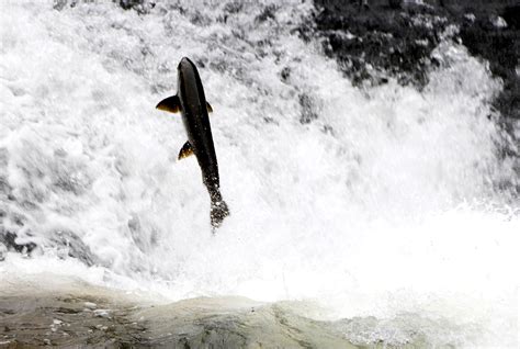 Salmon Leaps Near Big Cliff