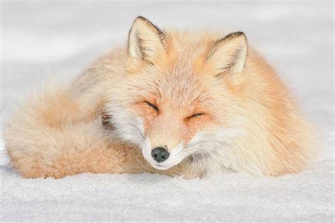 Japan Hokkaido Red Fox Image Id 6335 Image Abyss