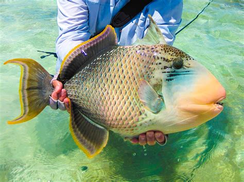 The Aggressive Triggerfish Alphonse Fishing Company